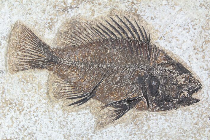 Cockerellites (Priscacara) Fossil Fish - Hanger Installed #88783